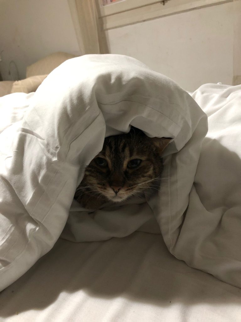 Understanding Cat Allergies: Symptoms & Solutions