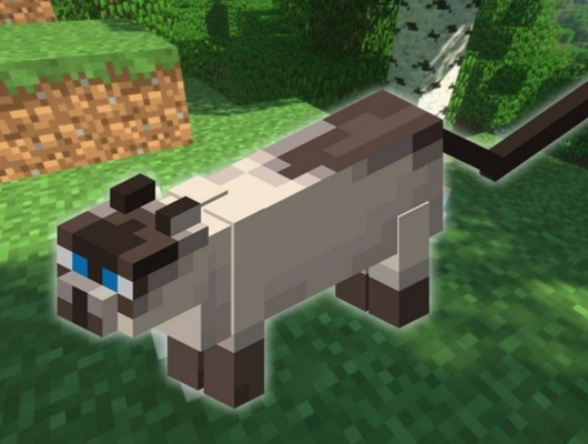 rare cat breeds in Minecraft siamese cat