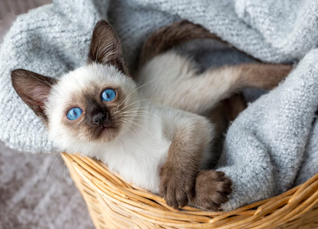 Siamese Cat Breed