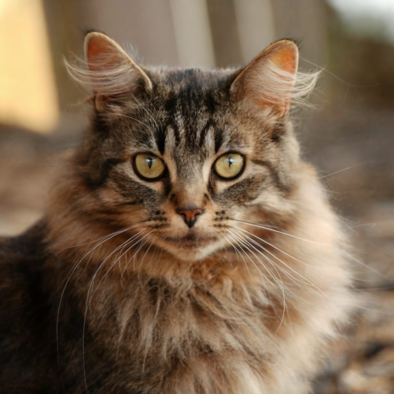 The Ultimate Guide to Choosing the Right Cat Breed for You