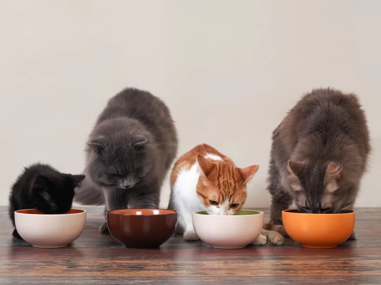 8 Reasons Why Do Cats Never Finish Their Food & What To Do